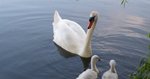 Une famille de cygne du Marais Audomarois