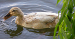 Un canard du Marais Audomarois