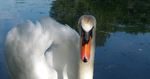 Un cygne qui nous rend visite de temps en temps