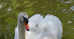 Le cygne