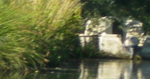 Maman cygne et ses petits voguent sur le Marais Audomarois