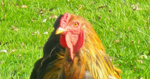 Notre mascotte, le coq Ovin